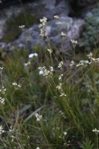 Eremogone lychnidea, photographed by Dmitriy Bochkov