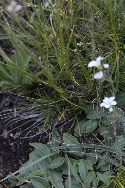 Eremogone lychnidea, photographed by Dmitriy Bochkov