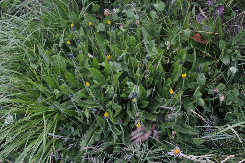 Leontodon caucasicus, photographed by Dmitriy Bochkov