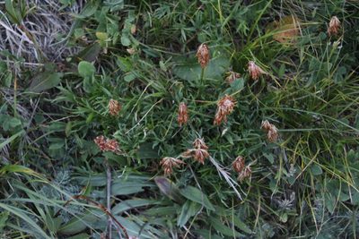 Trifolium polyphyllum, photographed by Dmitriy Bochkov