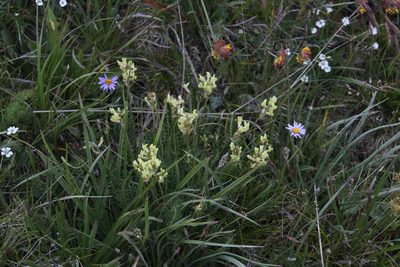 Oxytropis kubanensis, photographed by Dmitriy Bochkov