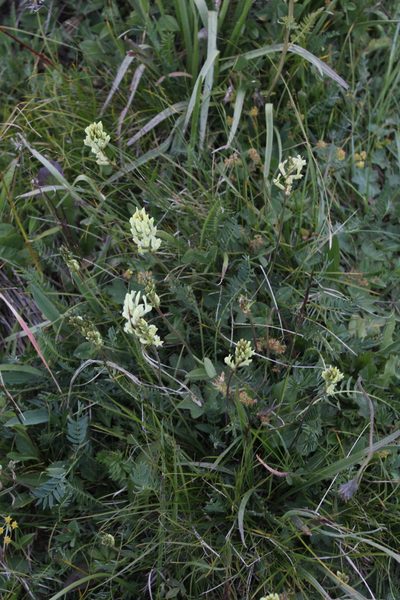Oxytropis kubanensis, photographed by Dmitriy Bochkov