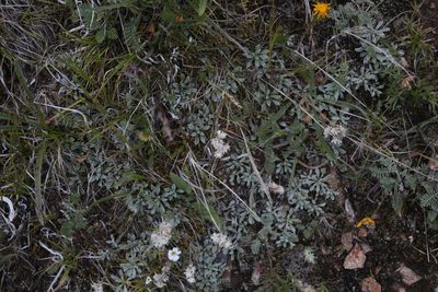 Antennaria caucasica, photographed by Dmitriy Bochkov