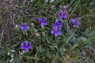 Campanula saxifraga, photographed by Dmitriy Bochkov
