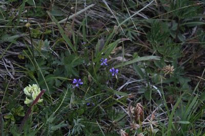 Polygala alpicola, photographed by Dmitriy Bochkov