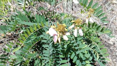 Tephrosia thurberi, photographed by Tereka Lasso