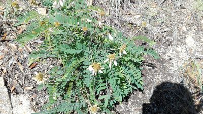 Tephrosia thurberi, photographed by Tereka Lasso