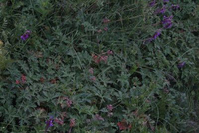 Geranium gymnocaulon, photographed by Dmitriy Bochkov