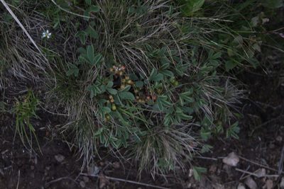 Sibbaldia parviflora, photographed by Dmitriy Bochkov