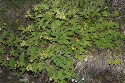 Potentilla brachypetala, photographed by Dmitriy Bochkov