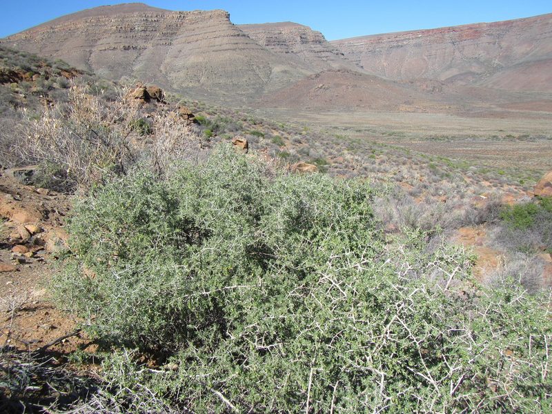 Lycium amoenum, photographed by douglaseustonbrown