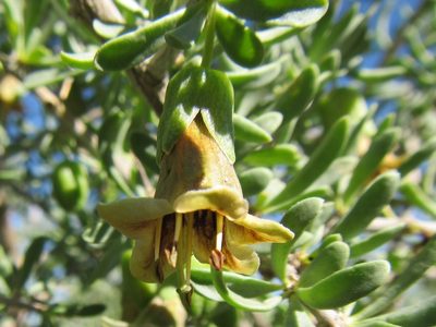 Lycium amoenum, photographed by douglaseustonbrown