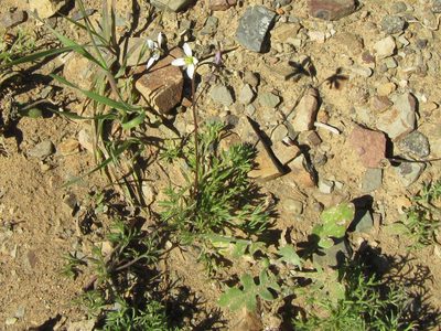 Heliophila crithmifolia, photographed by douglaseustonbrown
