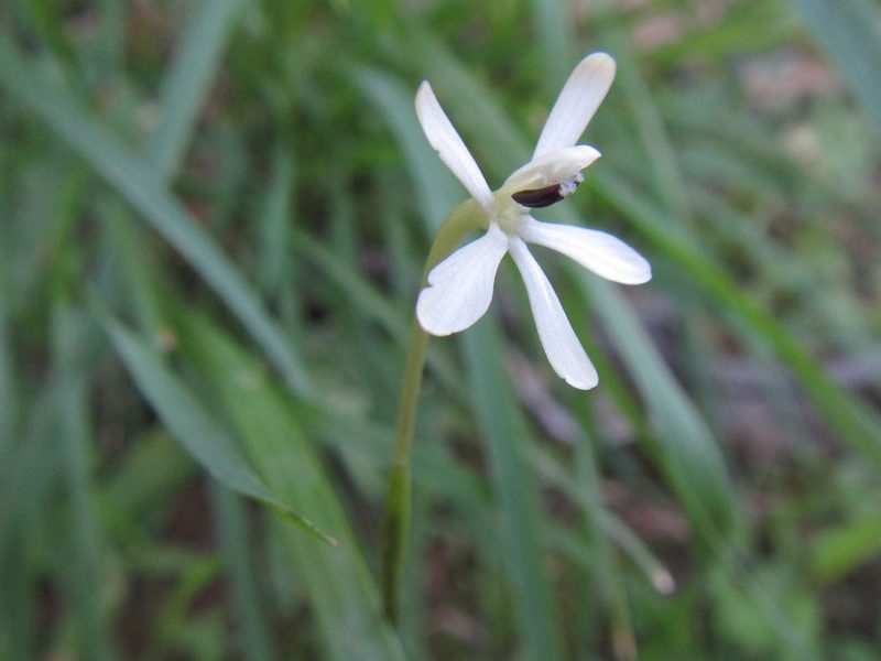 Xenoscapa fistulosa, photographed by douglaseustonbrown