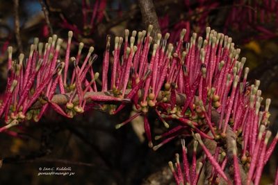 Tapinanthus forbesii, photographed by i_c_riddell