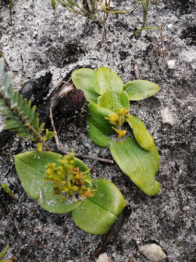 Liparis capensis, photographed by sharndreheuvel