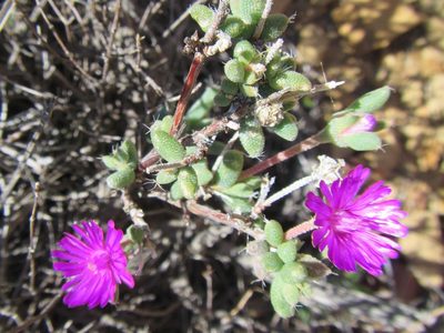 Trichodiadema pomeridianum, photographed by douglaseustonbrown
