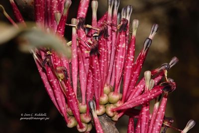 Tapinanthus forbesii, photographed by i_c_riddell
