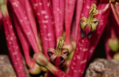 Tapinanthus forbesii, photographed by i_c_riddell