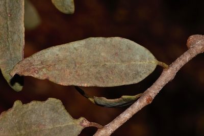 Tapinanthus forbesii, photographed by i_c_riddell
