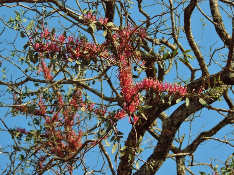 Tapinanthus forbesii, photographed by i_c_riddell