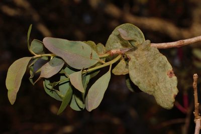 Tapinanthus forbesii, photographed by i_c_riddell