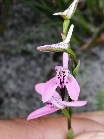 Disa obliqua, photographed by sharndreheuvel