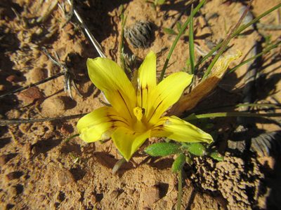 Romulea tortuosa, photographed by douglaseustonbrown