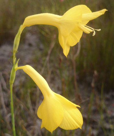 Gladiolus merianellus, photographed by Diana Studer