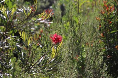 Grevillea banksii, photographed by Tony Rebelo