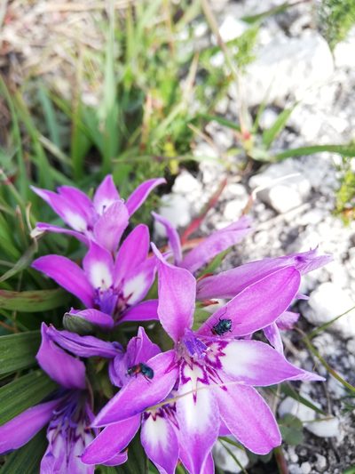 Babiana nana, photographed by Rebecca Dames