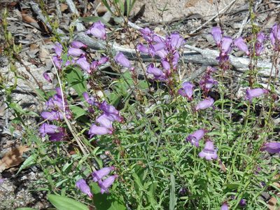 Penstemon campanulatus, photographed by Tereka Lasso