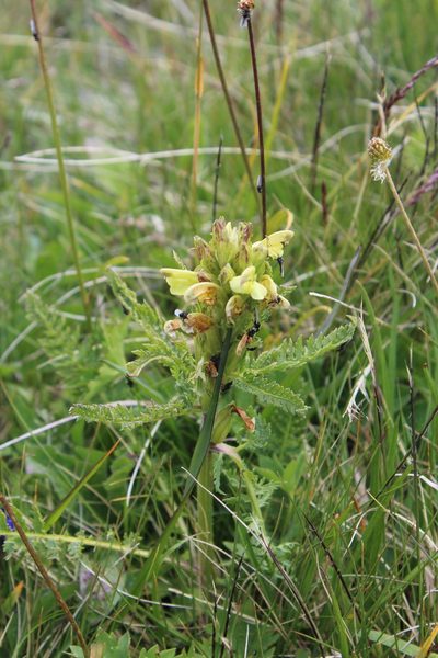 Pedicularis sibthorpii, photographed by Dmitriy Bochkov