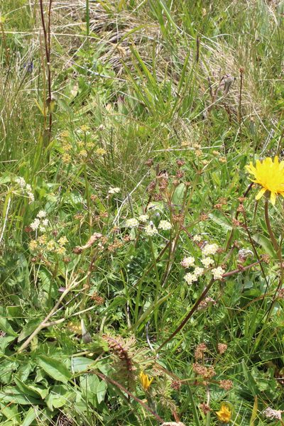 Carum caucasicum, photographed by Dmitriy Bochkov