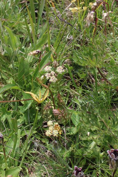 Carum caucasicum, photographed by Dmitriy Bochkov
