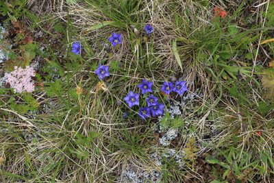 Gentiana dshimilensis, photographed by Dmitriy Bochkov