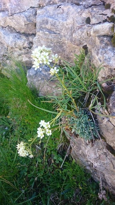 Saxifraga crustata, photographed by Niels Raes