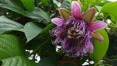 Passiflora quadrangularis, photographed by Danna Lizeth Guevara Prieto