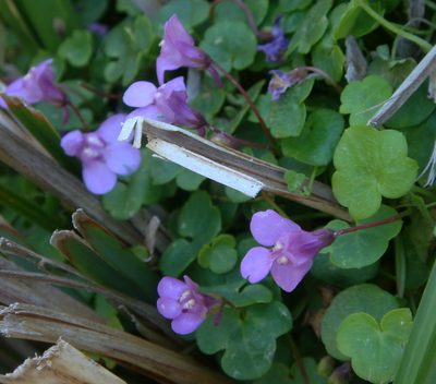 Cymbalaria aequitriloba, photographed by Peter de Lange