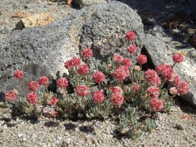 Eriogonum gracilipes, photographed by Jim Morefield
