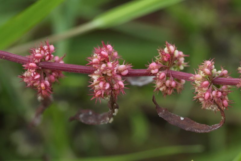 Rumex ucranicus, photographed by Вячеслав Юсупов