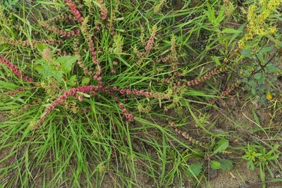 Rumex ucranicus, photographed by Вячеслав Юсупов