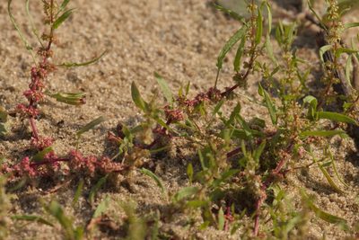 Rumex ucranicus, photographed by Вячеслав Юсупов