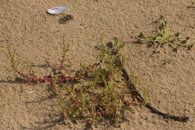 Rumex ucranicus, photographed by Вячеслав Юсупов