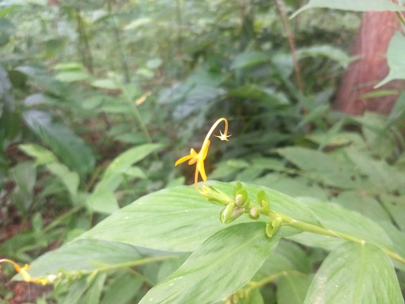 Globba marantina, photographed by P Jeganathan
