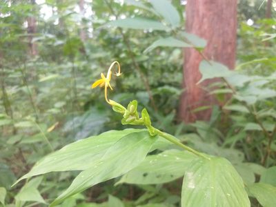 Globba marantina, photographed by P Jeganathan