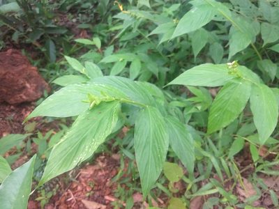 Globba marantina, photographed by P Jeganathan