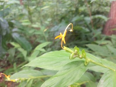 Globba marantina, photographed by P Jeganathan