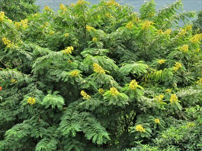 Senna spectabilis, photographed by Annika Lindqvist
