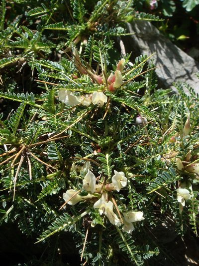 Astragalus genargenteus, photographed by Peter de Lange
